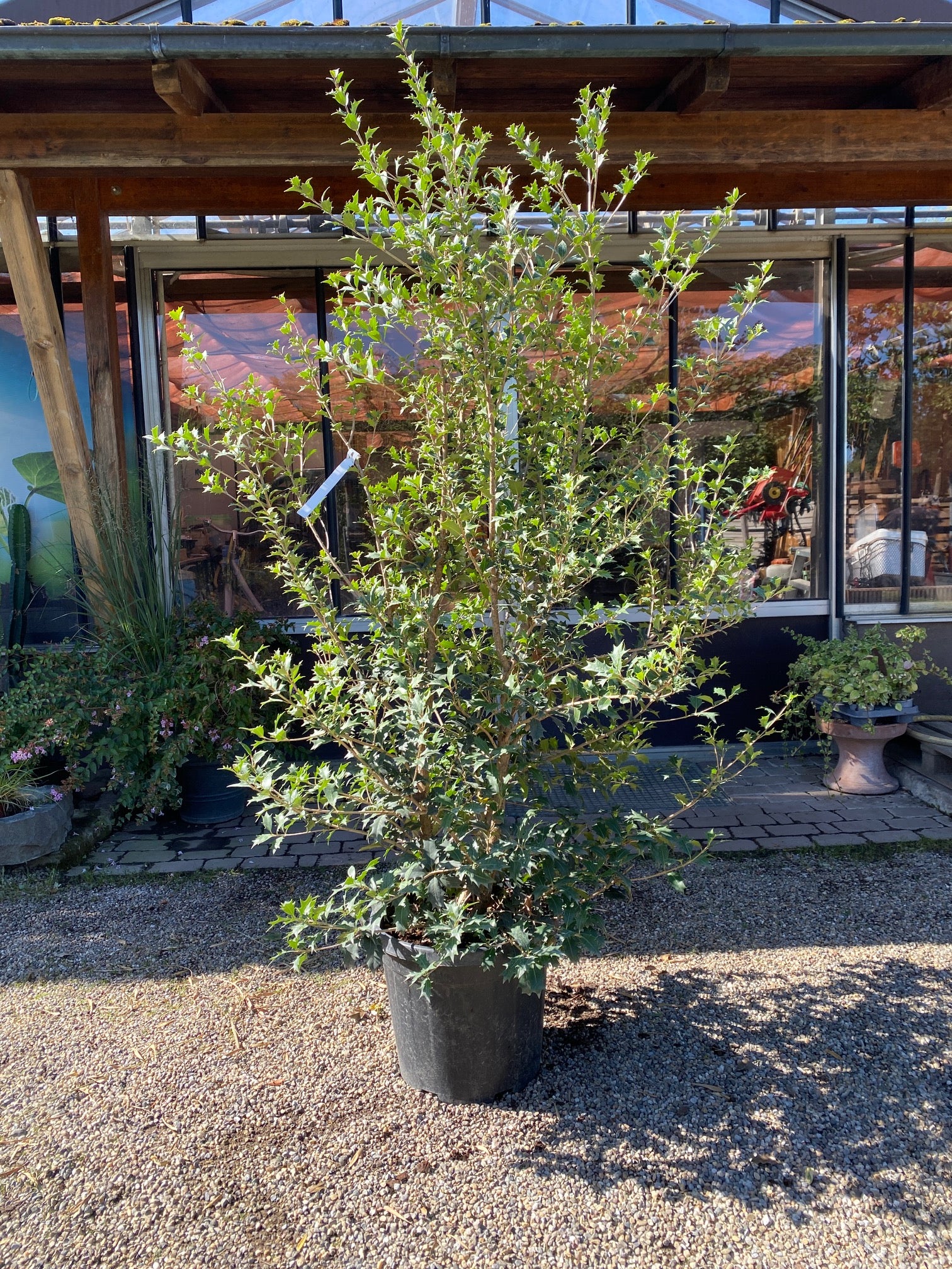 Stachelblättrige Duftblüte / Osmanthus heterophyllus